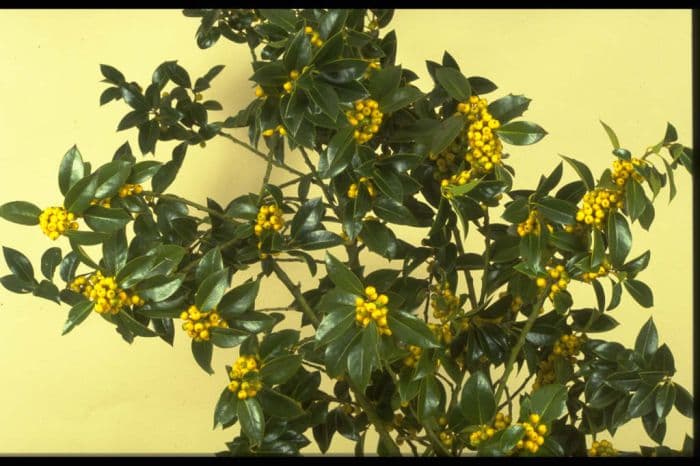 holly 'Pyramidalis Fructu Luteo'