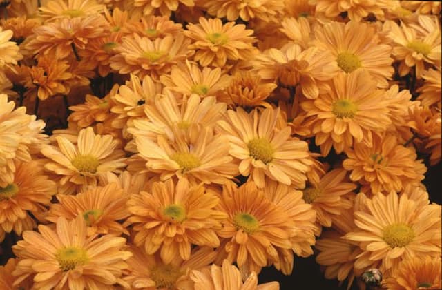 Chrysanthemum 'Bronze Enbee Wedding'