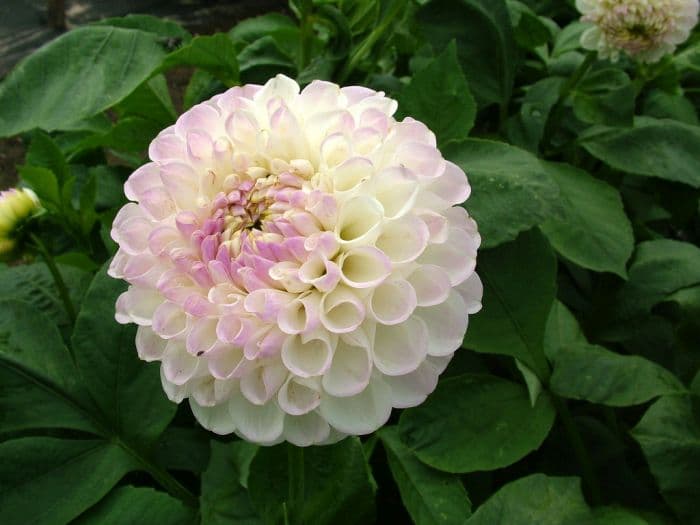 dahlia 'Josie Gott'