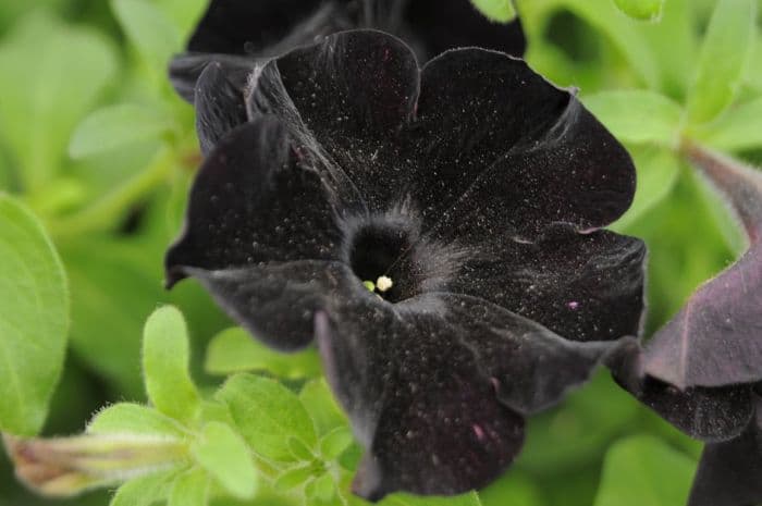 petunia [Black Velvet]