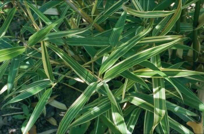 Phyllostachys tranquillans