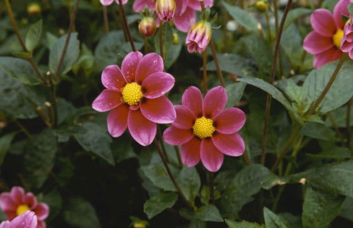 dahlia 'Little Dorrit'