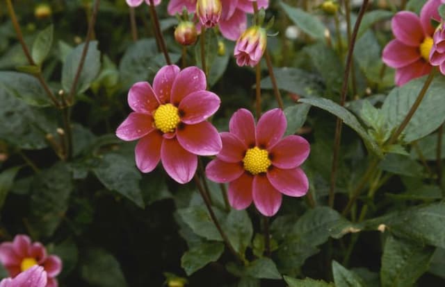 Dahlia 'Little Dorrit'