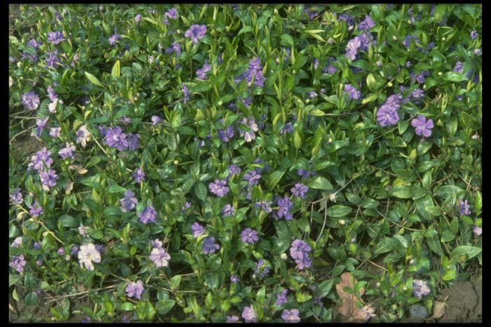 double-flowered azure periwinkle