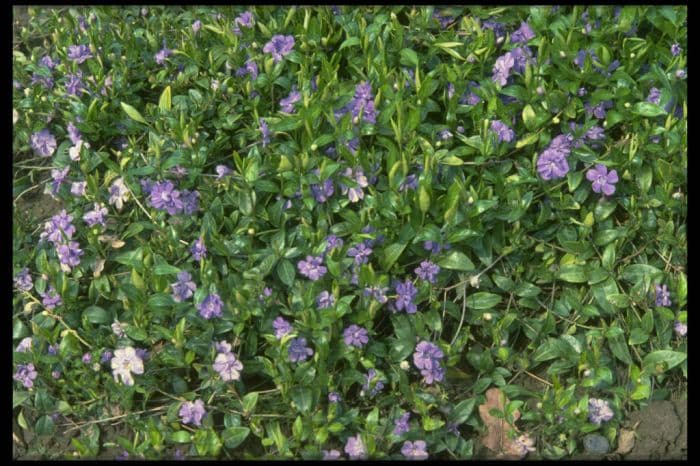 double-flowered azure periwinkle