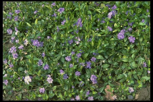 Double-flowered azure periwinkle