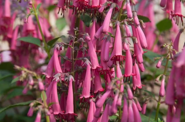 Cape figwort [Candy Drops Deep Rose]