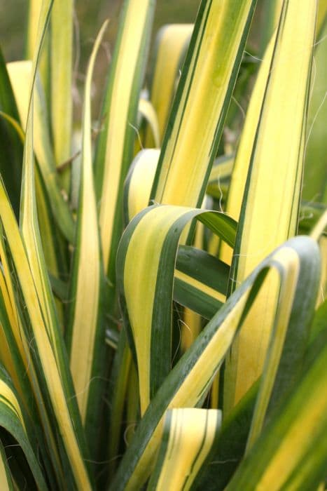 Variegated needle palm 'Color Guard'