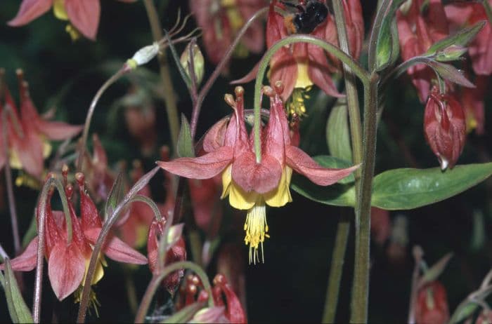 Canadian columbine