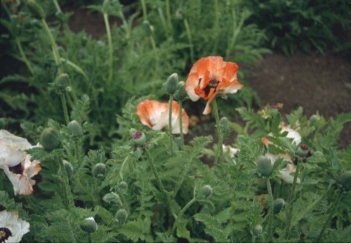 oriental poppy 'Picotée'