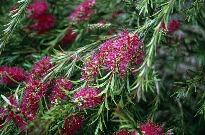 stiff bottlebrush