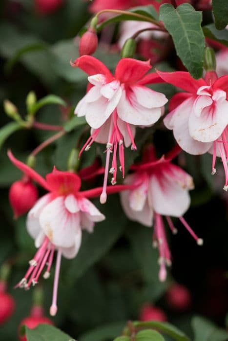 fuchsia 'Nice 'n' Easy'