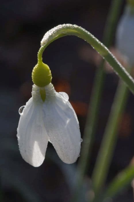 slender snowdrop