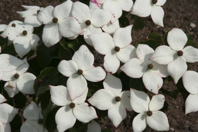 Chinese dogwood 'Wieting's Select'