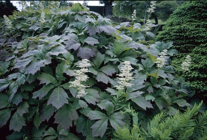 Rodgers' bronze-leaf