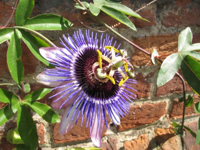 passion flower 'Damsel's Delight'