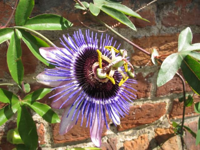 Passion flower 'Damsel's Delight'