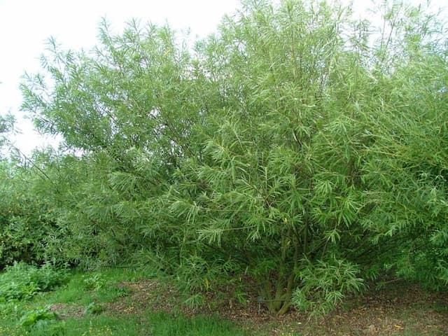 Japanese fodder willow