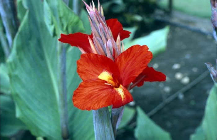 canna 'Roi Soleil'