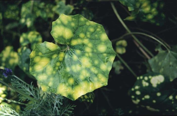 gold-spotted Japanese farfugium