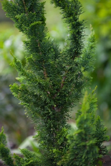 Lawson's cypress 'Little Spire'