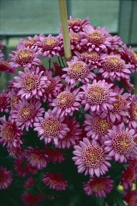 chrysanthemum 'Cerise Mundial'