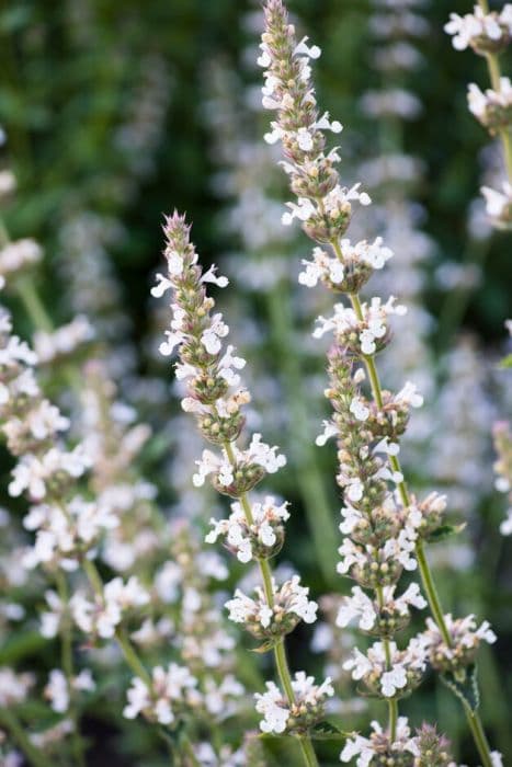 Granada catmint