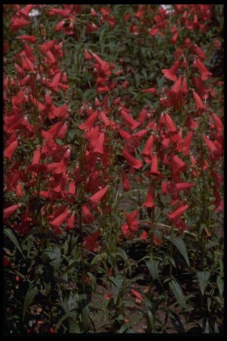 penstemon 'Chester Scarlet'