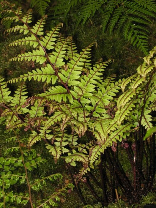 eared lady fern