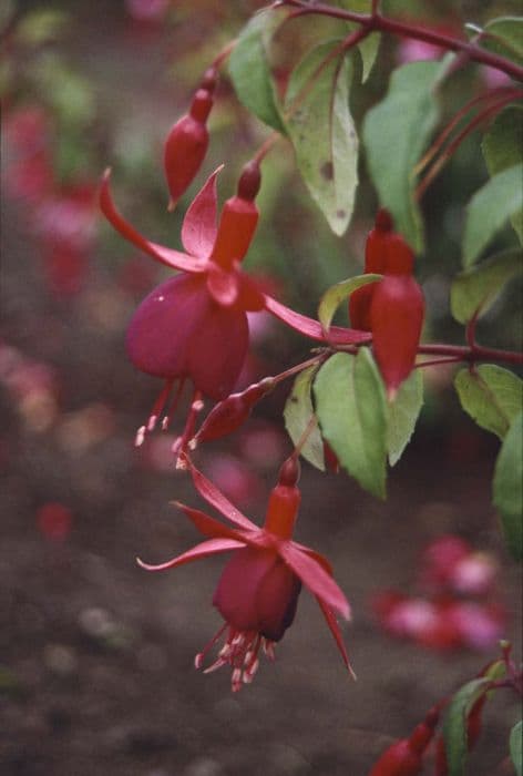 fuchsia 'Achievement'