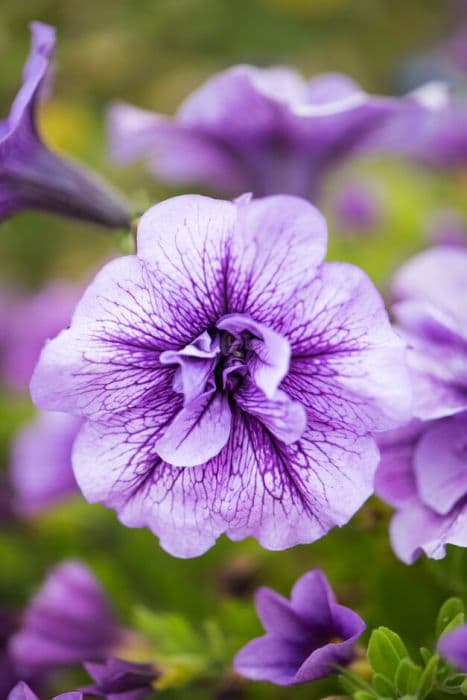 calibrachoa Kabloom Series