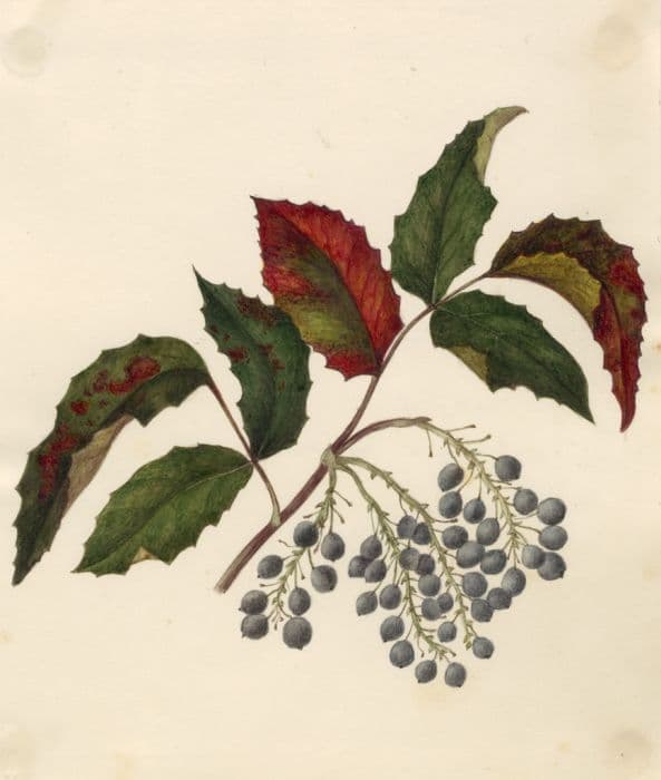 Oregon grape