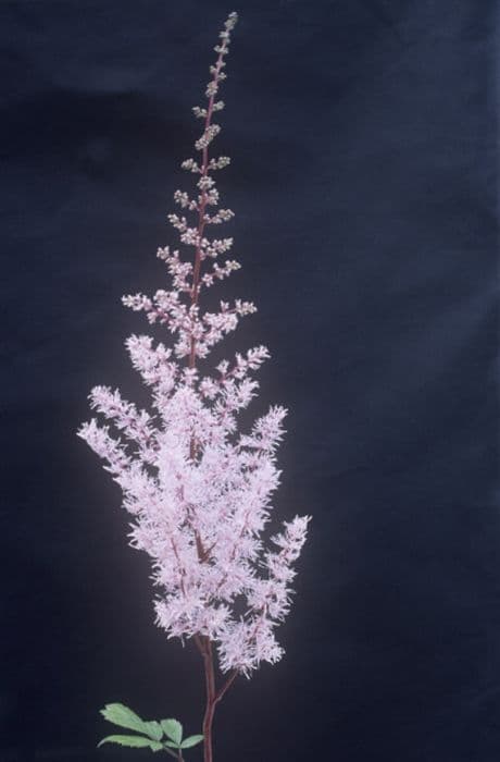 Chinese astilbe