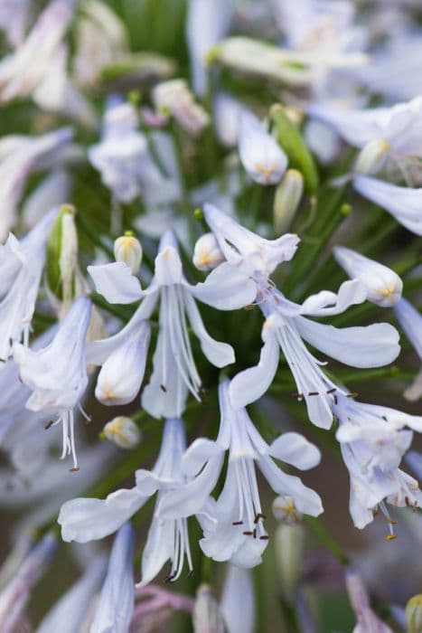 African lily 'Blue Ice'