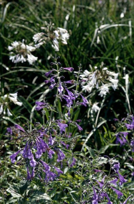 Siberian catmint