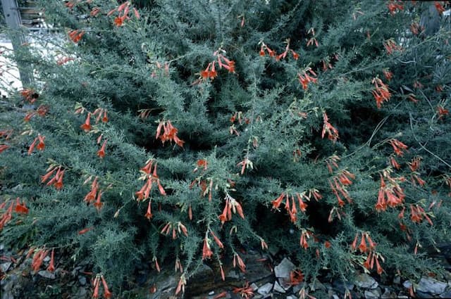 California fuchsia