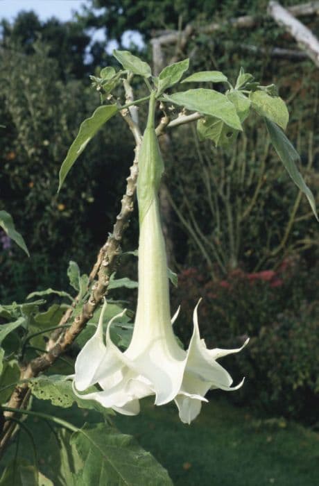 angel's trumpet 'Knightii'