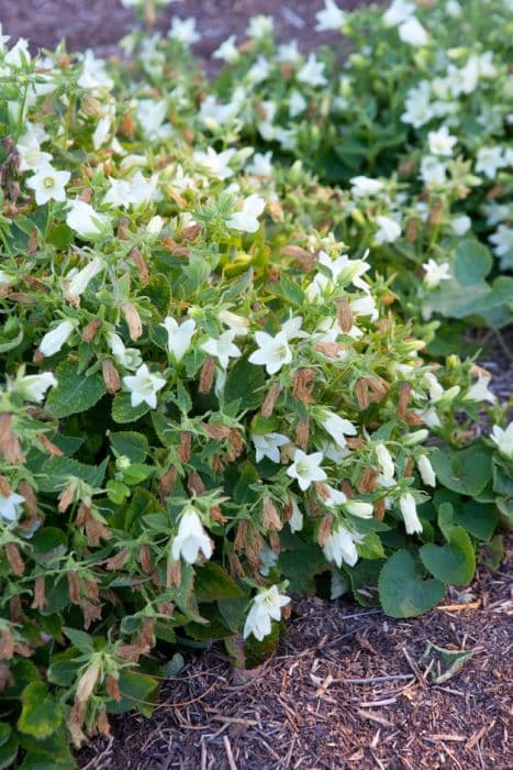 yellowish-white bellflower