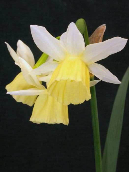 daffodil 'Dutch Lemon Drops'