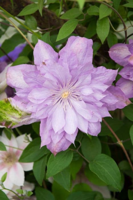 clematis 'Proteus'