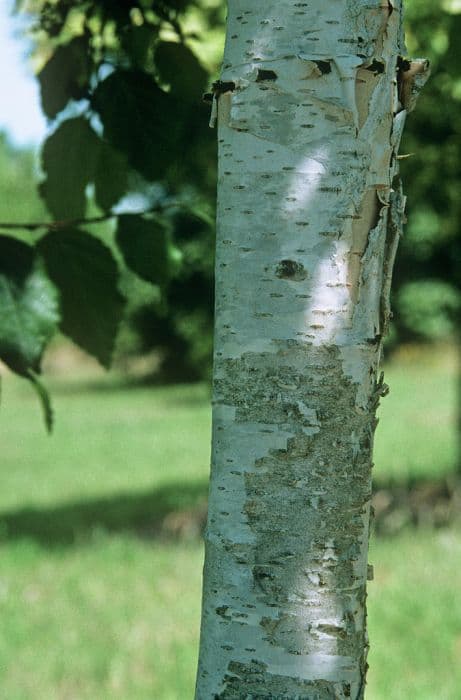 Himalayan birch 'Moonbeam'