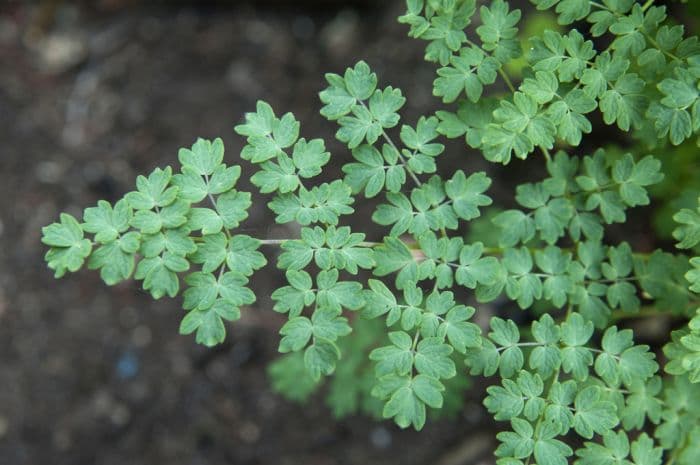 lesser meadow rue 'Adiantifolium