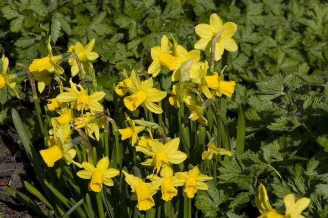 Daffodil 'Tête-À-tête'