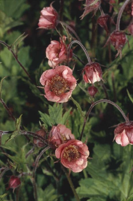 water avens 'Leonard's Variety'