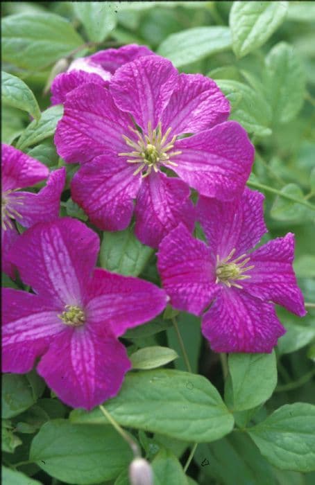 clematis 'Abundance'