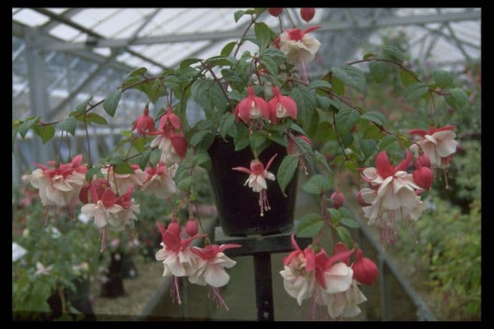 fuchsia 'Swingtime'