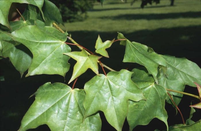 red Cappadocian maple