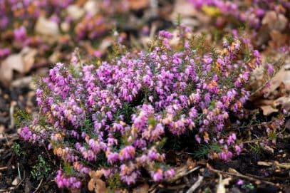 heather 'Rosy Morn'