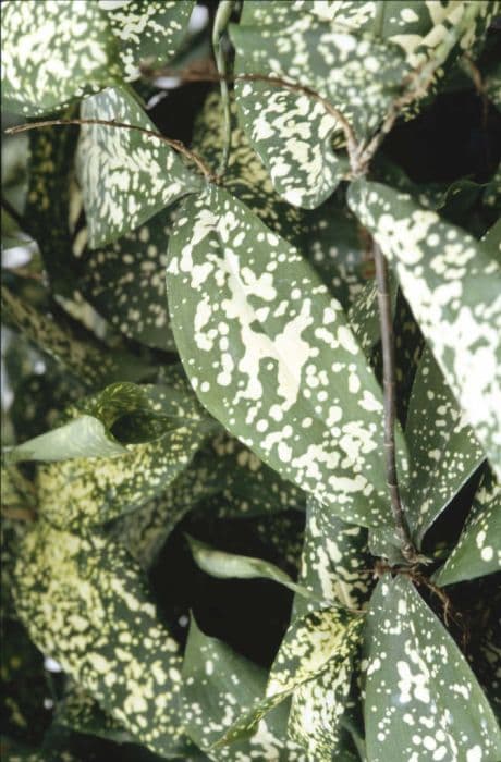 spotted dracaena 'Florida Beauty'