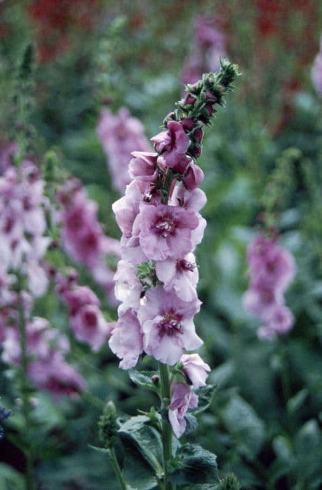 mullein 'Pink Domino'